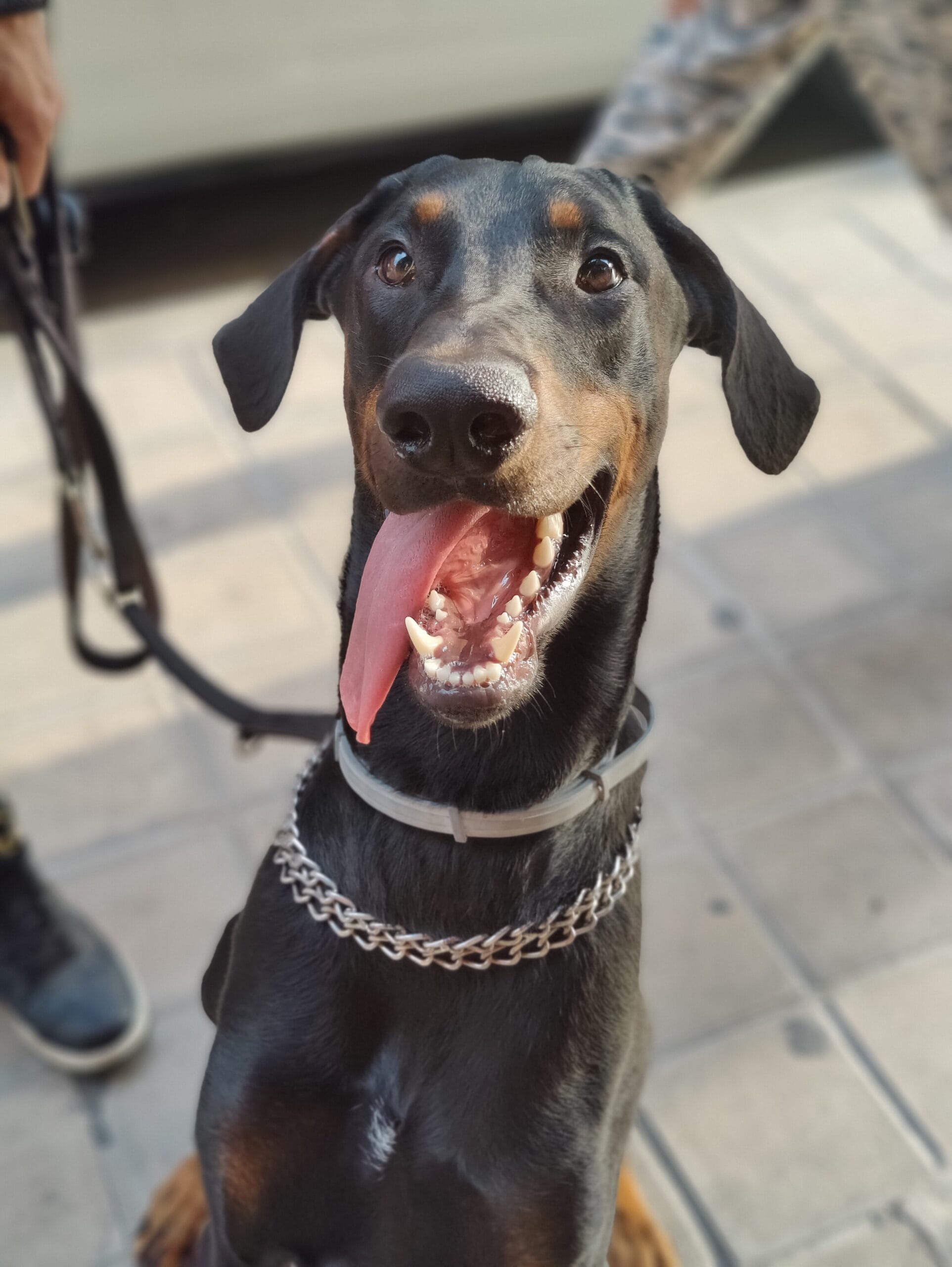 Dani y Anubis