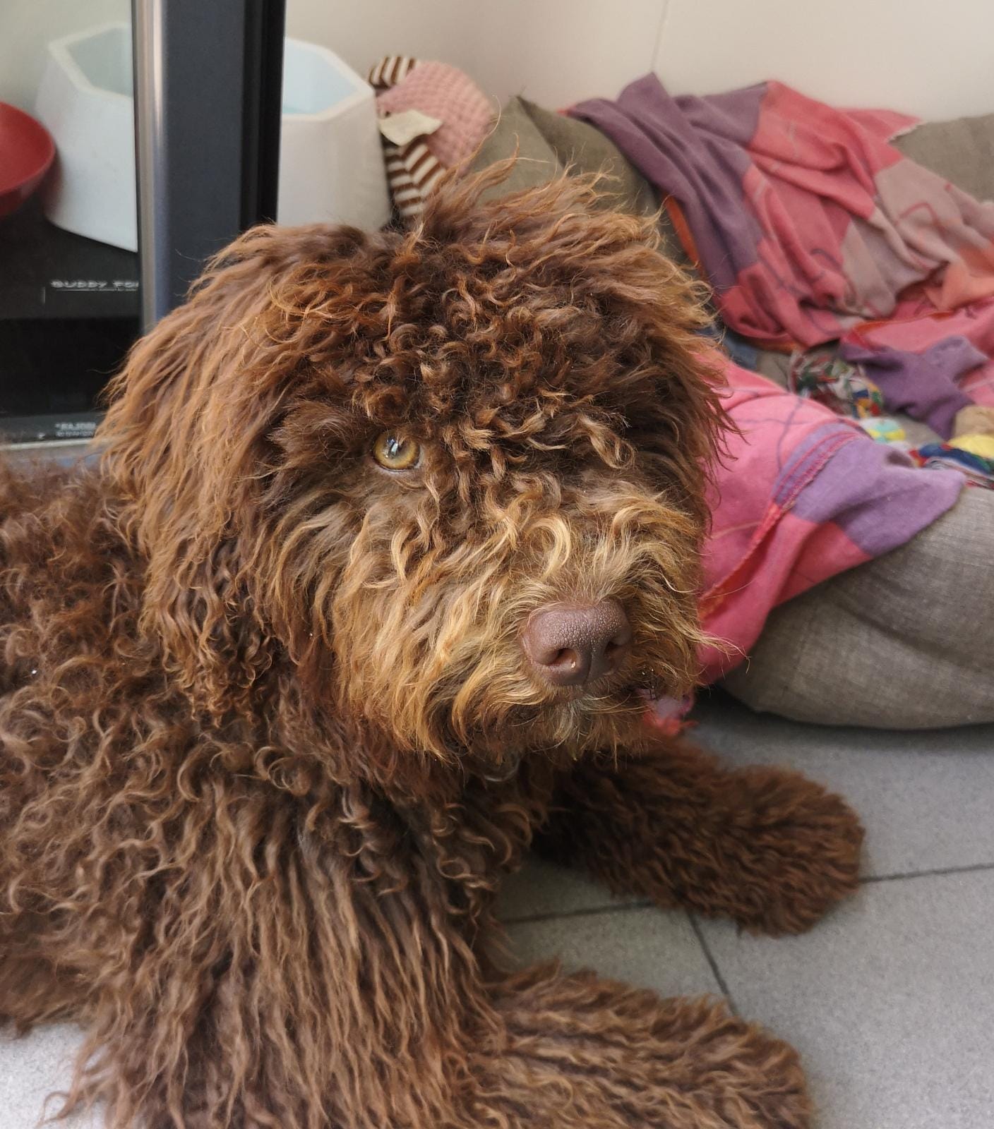 Creando vinculo con tu cachorro - Victoria Ruiz Coach Canino