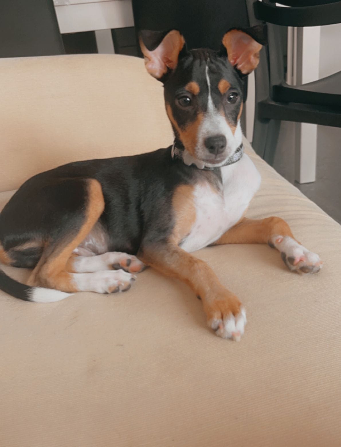 Creando vinculo con tu cachorro - Victoria Ruiz Coach Canino
