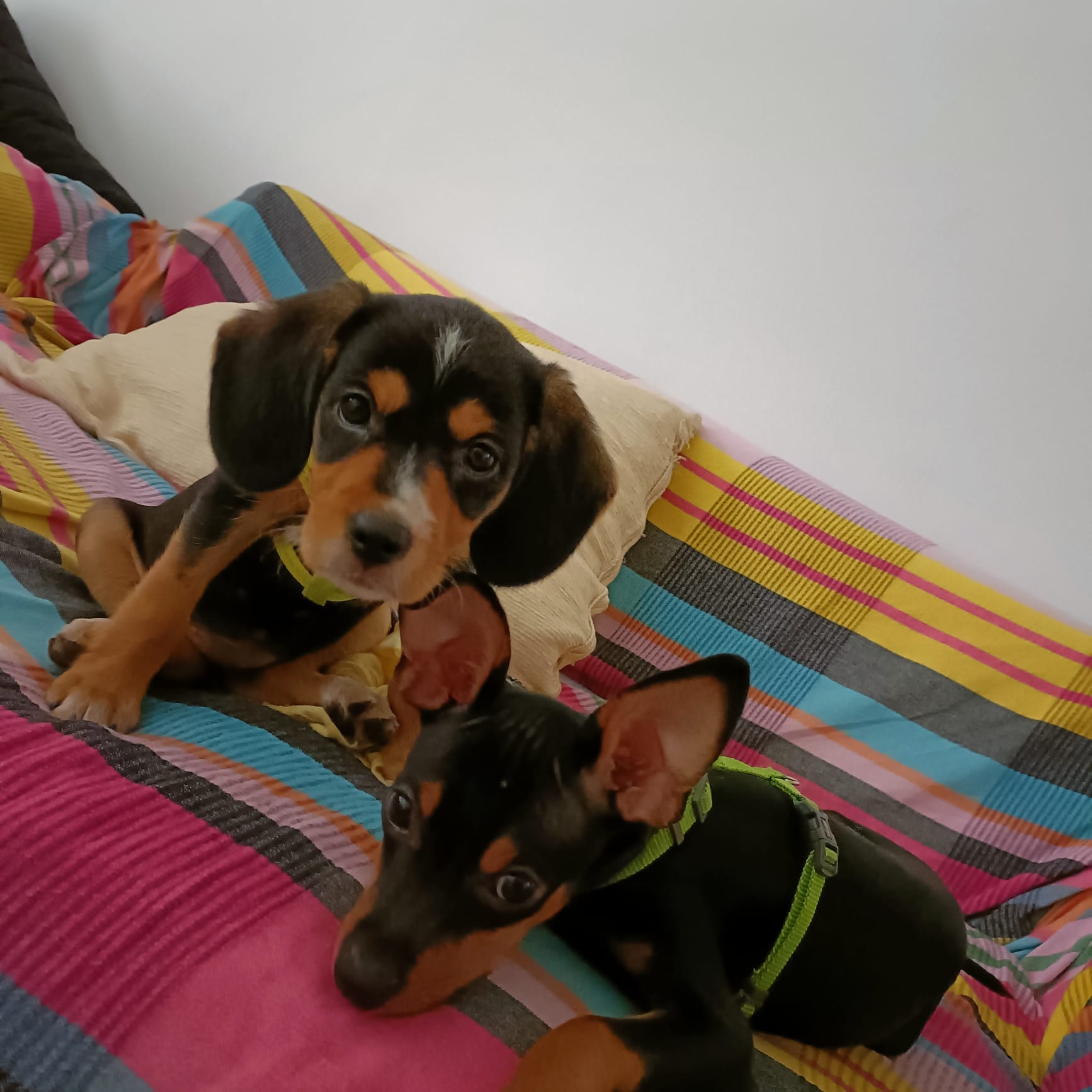 Creando vinculo con tu cachorro - Victoria Ruiz Coach Canino