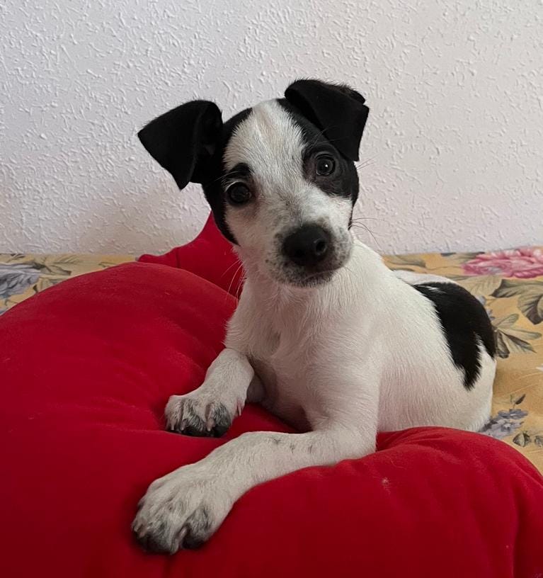 Creando vinculo con tu cachorro - Victoria Ruiz Coach Canino