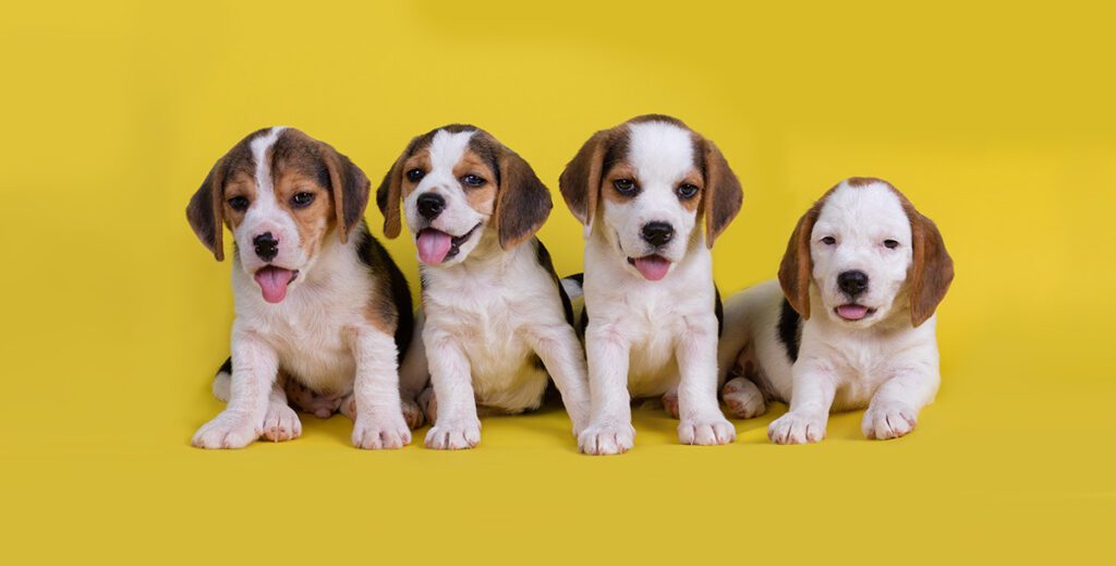 Creando vinculo con tu cachorro - Victoria Ruiz Coach Canino